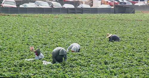Trump deportation plan creates uncertainty for undocumented U.S. farm workers